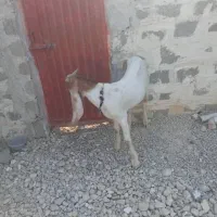 بز..|حیوانات مزرعه|ریگ, |دیوار