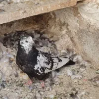 5دونه جونه دمی همه چی تموم