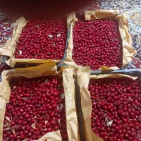 زال زالک|عمده‌فروشی|تاکستان, |دیوار