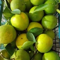 پرتقال تامسون سورت شده