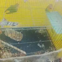 طوطی کوتوله