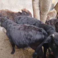۶عدد گوساله ماده ویک  گاو محلی ۷ماه آبستن