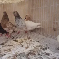 کبوتر کله هفت‌رنگ جفتگاه