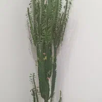 گل کاکتوس آفوربیا ۱۷۰سانتی