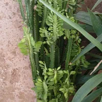 گل پاندانوس|گل و گیاه طبیعی|شیراز, سرو|دیوار