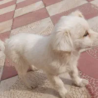 سگ پاکوتاه|حیوانات|تاکستان, |دیوار