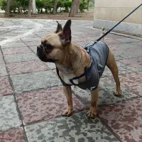 سگ فرنچ بولداگ