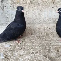 کبوتر|پرنده|ملکان, |دیوار