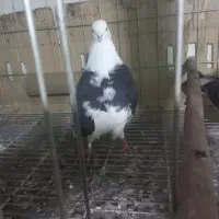 دوبالی نوک کوتاه|پرنده|مینودشت, |دیوار