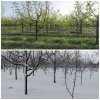 باغ کشاورزی