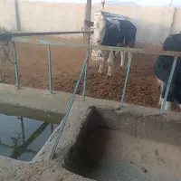 گوساله نر|حیوانات مزرعه|سده (خراسان جنوبی), |دیوار