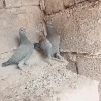 جوانه نر|پرنده|هامون, |دیوار