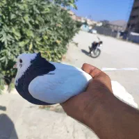 کبوتر طوقی|پرنده|کازرون, |دیوار