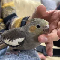 عروس هلندی سه ماهه