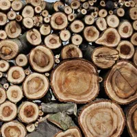 فروش چوب گردو