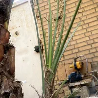 درخت نخل برحی|گل و گیاه طبیعی|اهواز, شریعتی جنوبی|دیوار