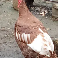 فروش بوقلمون|حیوانات مزرعه|رامسر, |دیوار