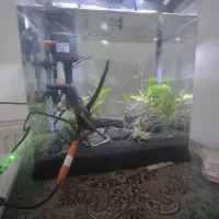 آکواریوم ماهی