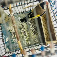 سیره قناری|پرنده|سرپل ذهاب, |دیوار