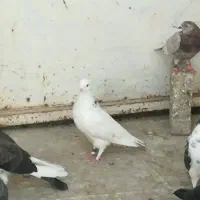 کفتر پرشی|پرنده|سیرجان, |دیوار