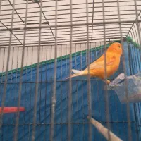 قناری نر مست بخوان