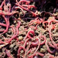 کرم کشاورزی