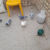 کبوتر پلاگی جف ۵۰۰|پرنده|دشتابی, |دیوار