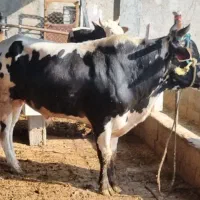 گوساله نر|حیوانات مزرعه|جم, |دیوار