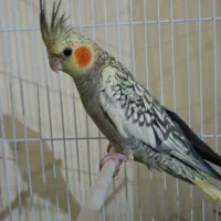 عروس هلندی|پرنده|تبریز, |دیوار