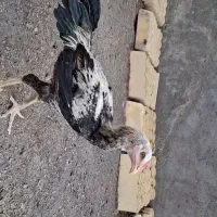 جوجه لاری
