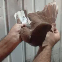 کبوترا همه مست مست|پرنده|کلاردشت, |دیوار