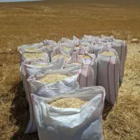 کاه دیم درجه یک و مرغوب ریز ریز|حیوانات مزرعه|مسجد سلیمان, |دیوار