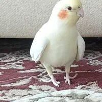 گمشده|حیوانات|نی‌ریز, |دیوار