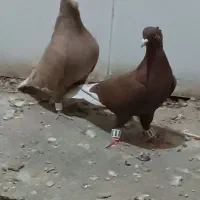 کفتر|پرنده|نصر آباد, |دیوار