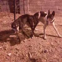 سلام دوستان یه سگ گمشده شهناز