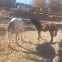 با سلام دو رس اسب خوب نژاد دار|اسب و تجهیزات اسبسواری|یاسوج, |دیوار