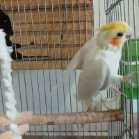 عروس هلندی نر مست مست بالغ|پرنده|ماهدشت, |دیوار