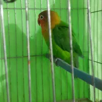 فروش طوطی برزیلی نر