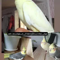 فروش یک جفت عروس هلندی نروماده