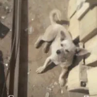 سلام سگ پا کوتا باهوش|سگ|کرمان, |دیوار