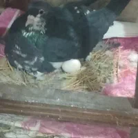 کفتر فروشی بضمانت تخم جوجه و پرش