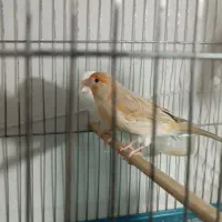 قناری نر و ماده