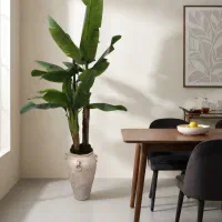 درختچه موز ۳ تنه