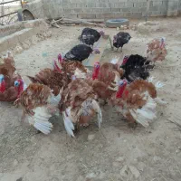 بوقلمون  محلی نر چاق چاق