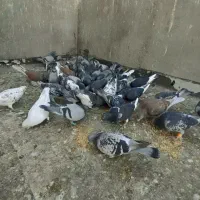 کبوتر مسافتی و پرشی