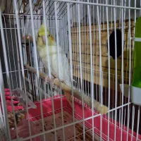 عروس هلندی ماده فروشی