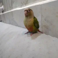 طوطی گرینچیک