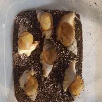 حلزون مولد پرورشی