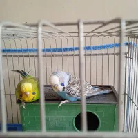 جفت مرغ عشق انگلیسی|پرنده|شیراز, تحویلی|دیوار