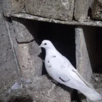 کبوترتهرانی ماده|پرنده|آشخانه, |دیوار